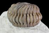 Bargain, Paciphacops Trilobite - Oklahoma #68626-3